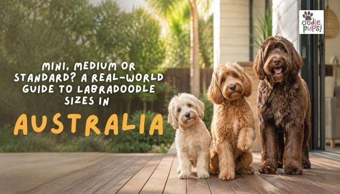 Mini, Medium or Standard? A Real-World Guide to Labradoodle Sizes in Australia